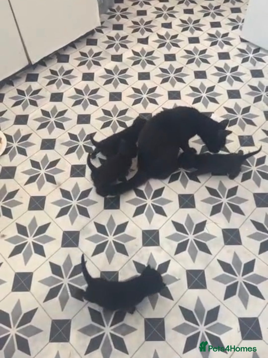Domestic Shorthair cats for sale: Adorable 6WeekOld Kittens Looking for Loving Home. - Image 6