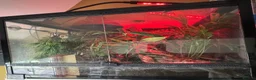 Gecko reptiles for sale: 3x Mourning geckos with full set up  - Advert 1