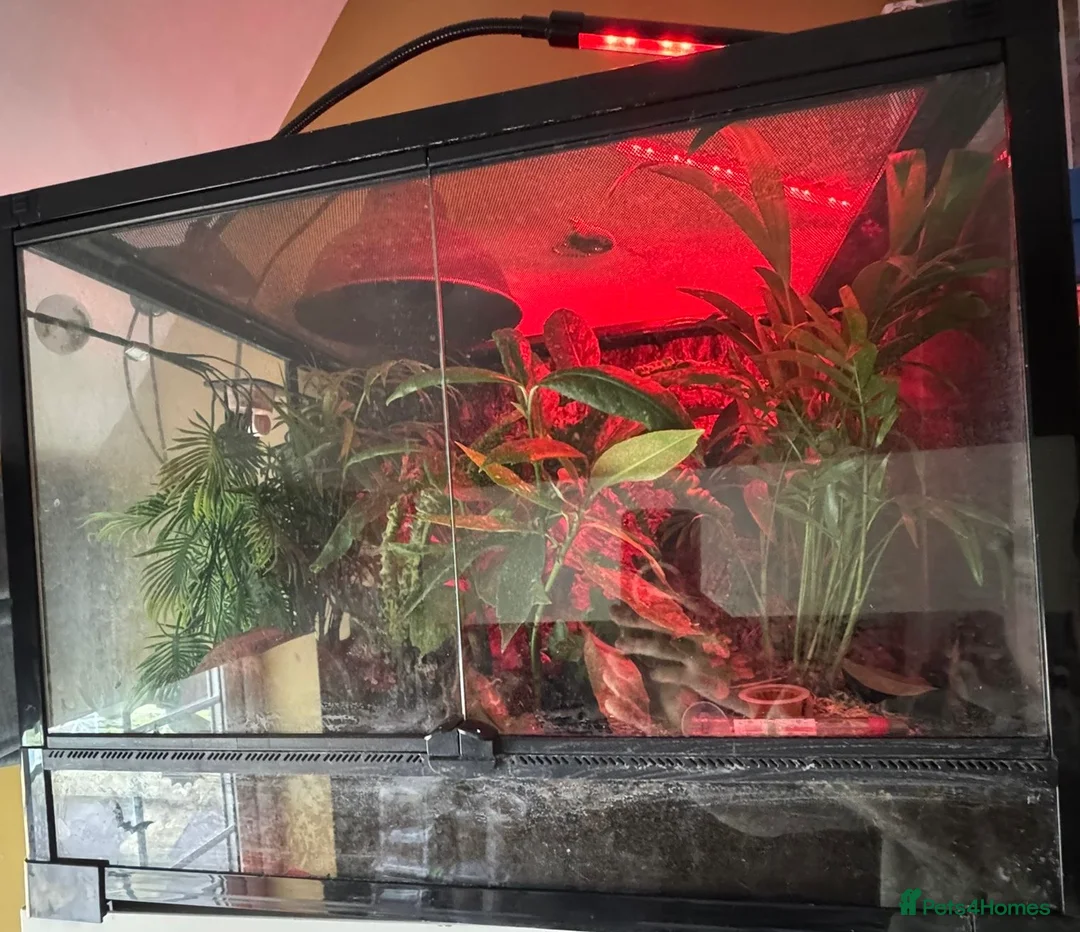 Gecko reptiles for sale: 3x Mourning geckos with full set up  - Advert 1