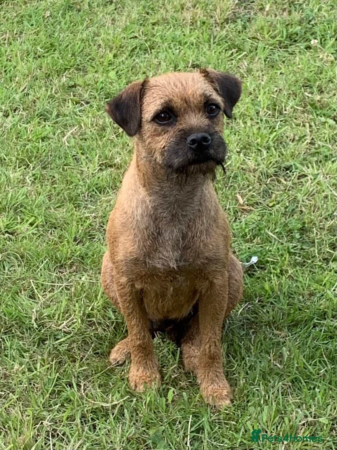 Border Terrier dogs for sale: Champion Bred, For health and temperament  - Image 7