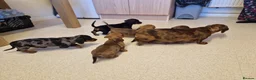 Miniature Dachshund dogs for sale: Miniature chocolate dapple black tan dachshund - Advert 8