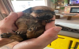 Mixed Breed dogs for sale: REDUCED only 2 left Tiny chiweenie puppy’s  - Image 28