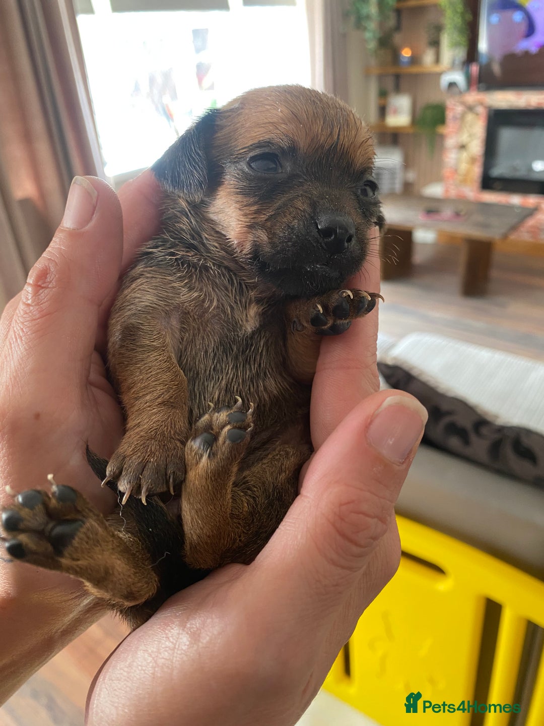 Mixed Breed dogs for sale: REDUCED only 2 left Tiny chiweenie puppy’s  - Image 28