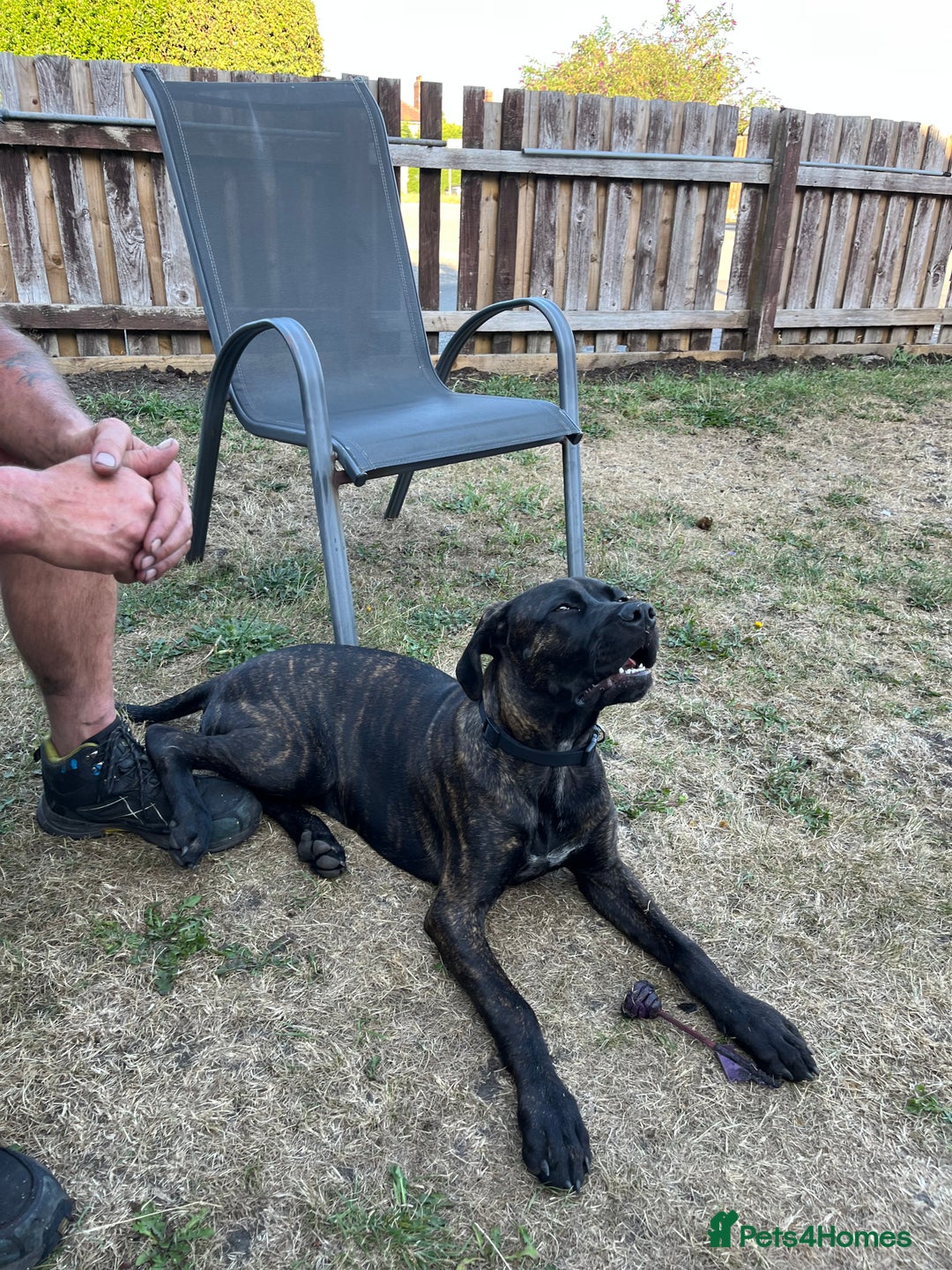Cane Corso dogs for sale: Cane corso female  - Advert 4