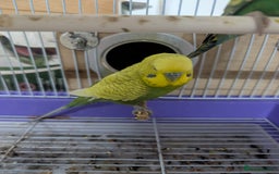 Budgerigars birds for sale: Budgies for Sale Many colours Cages Available  - Image 2