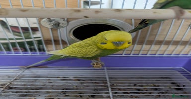 Budgerigars birds - Advert 3