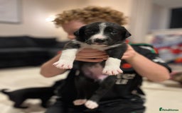 Mixed Breed dogs for sale: border collie cross poodle (bordoodle) - Image 4