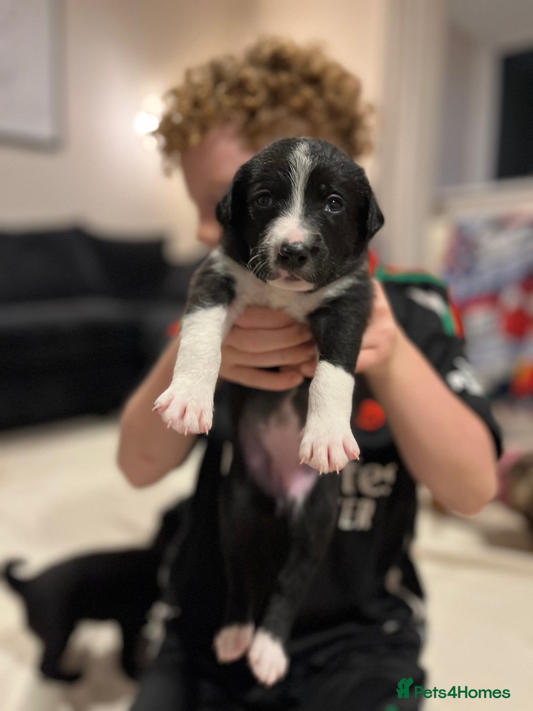 Mixed Breed dogs for sale: border collie cross poodle (bordoodle) - Image 4