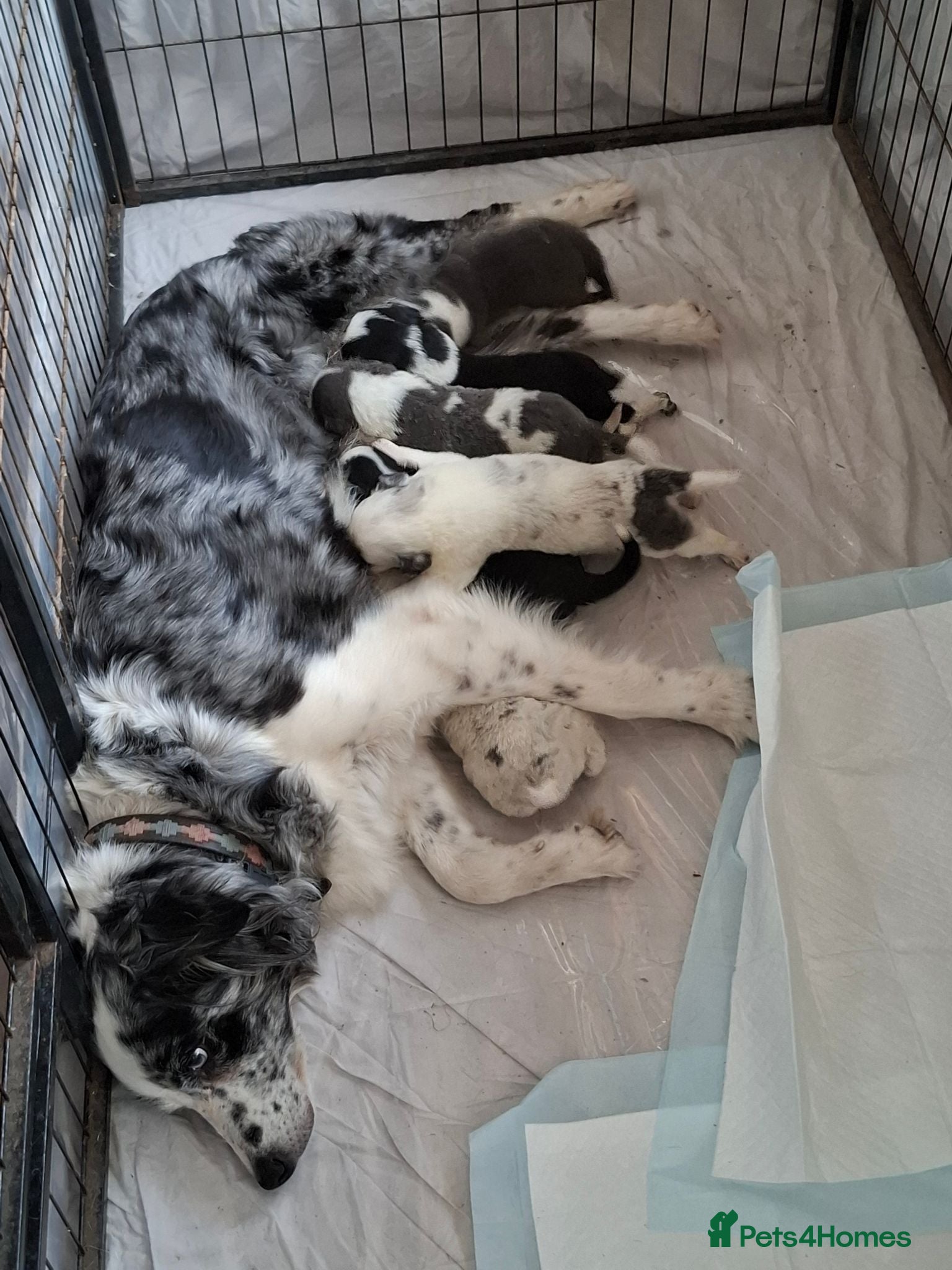 Border Collie dogs Border collie puppies  - Advert 5