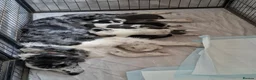 Border Collie dogs for sale: Border collie puppies  in Derby - Advert 1