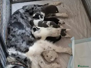 Border Collie dogs Border collie puppies - Advert 5