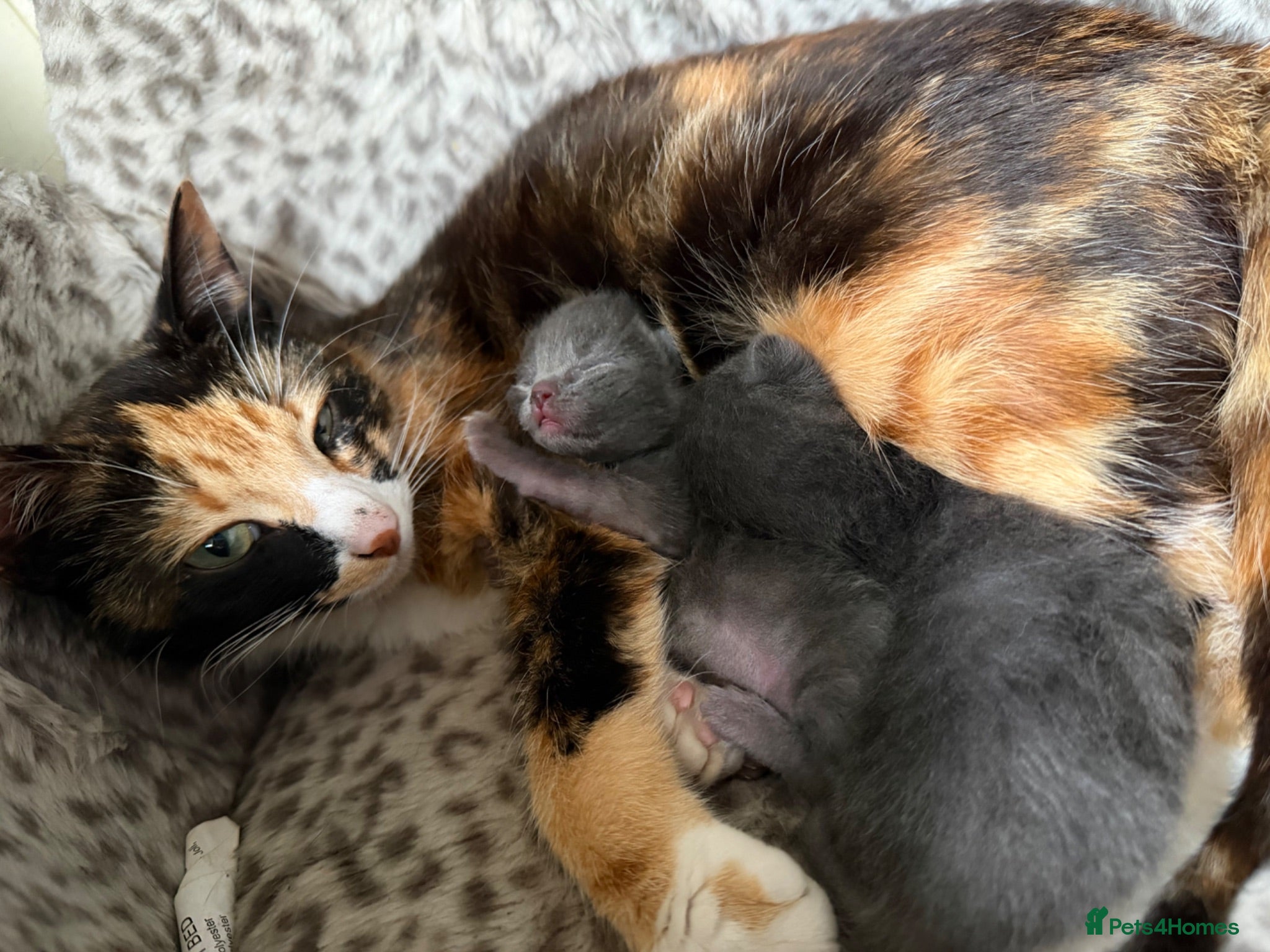 Mixed Breed cats British short hair x ragdolls and kitten (read ad) - Advert 9