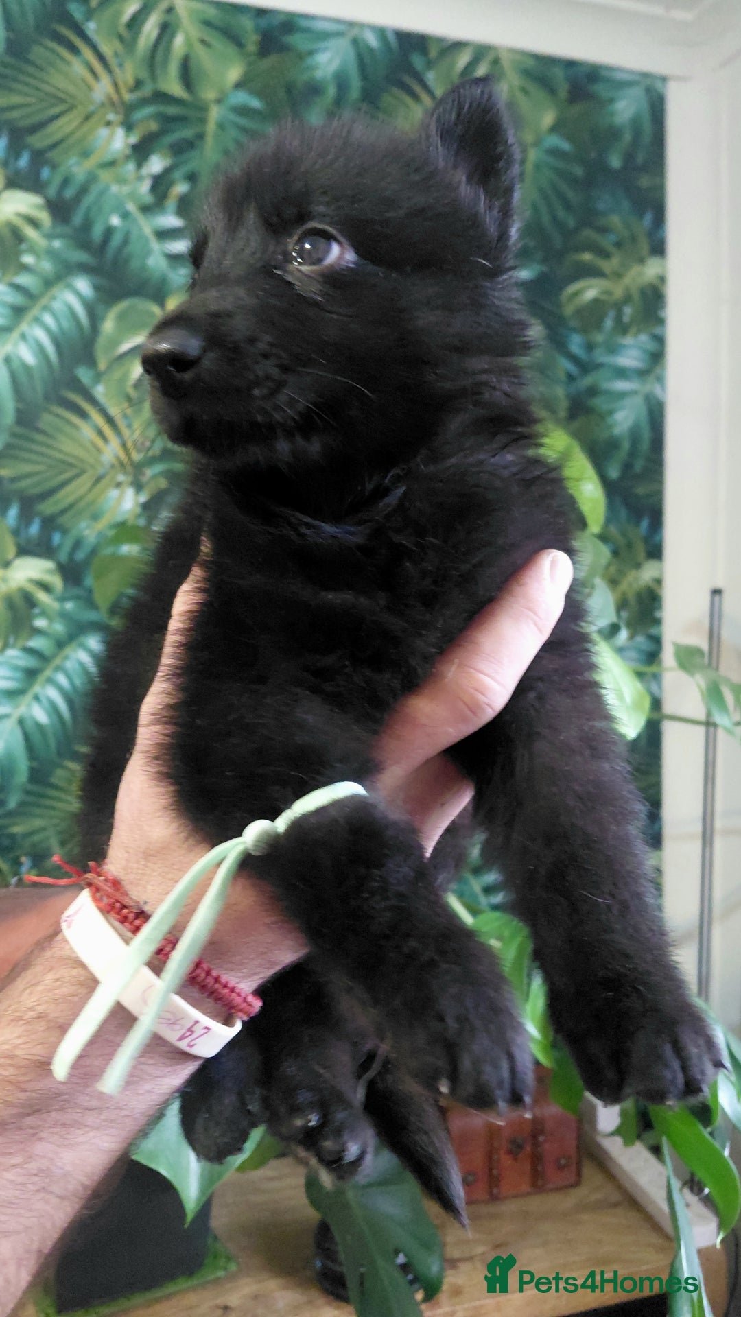 German Shepherd dogs for sale: German shepherd puppies - Advert 19