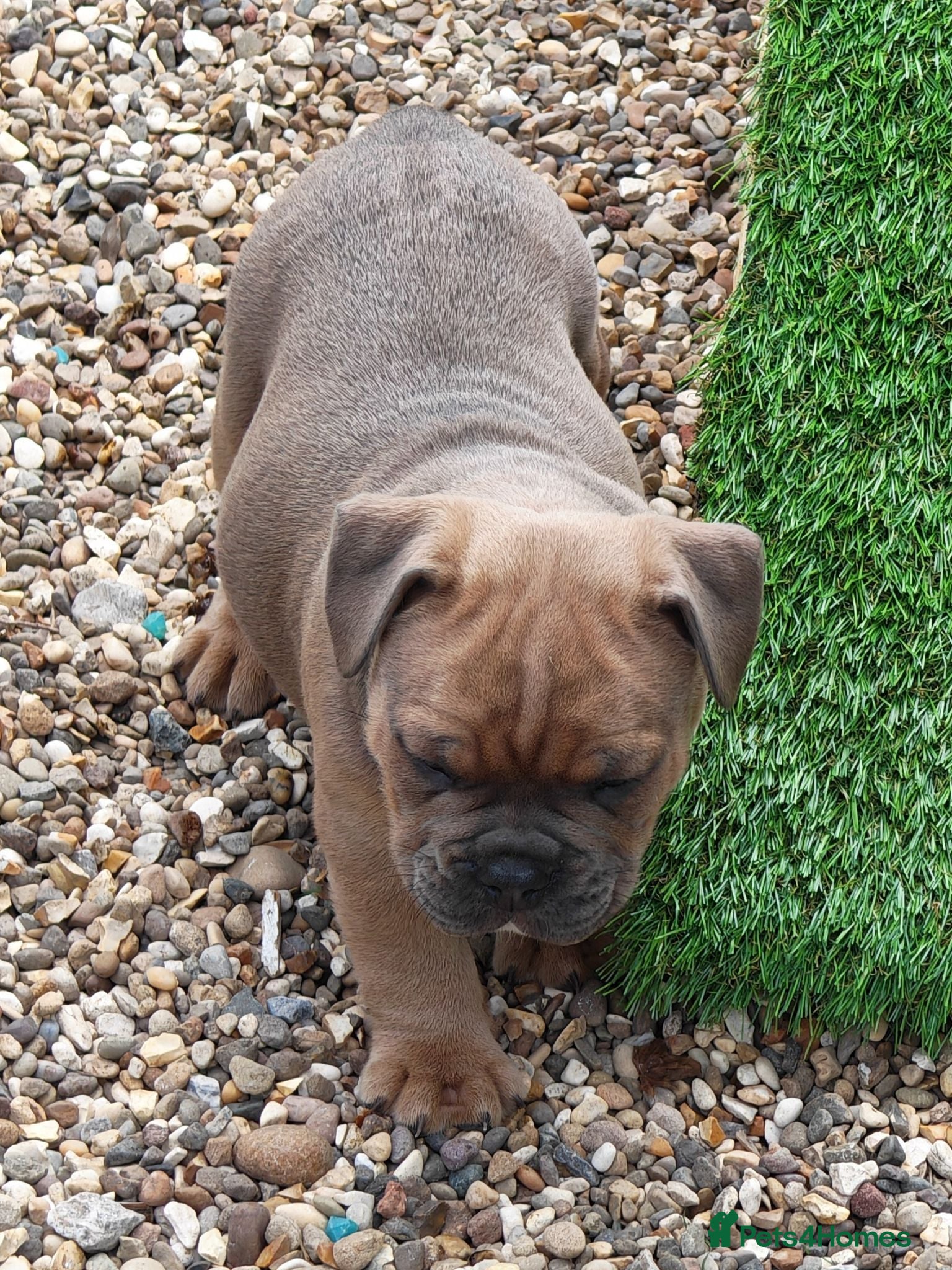 Mixed Breed dogs English bulldog x standard American bully  - Advert 2