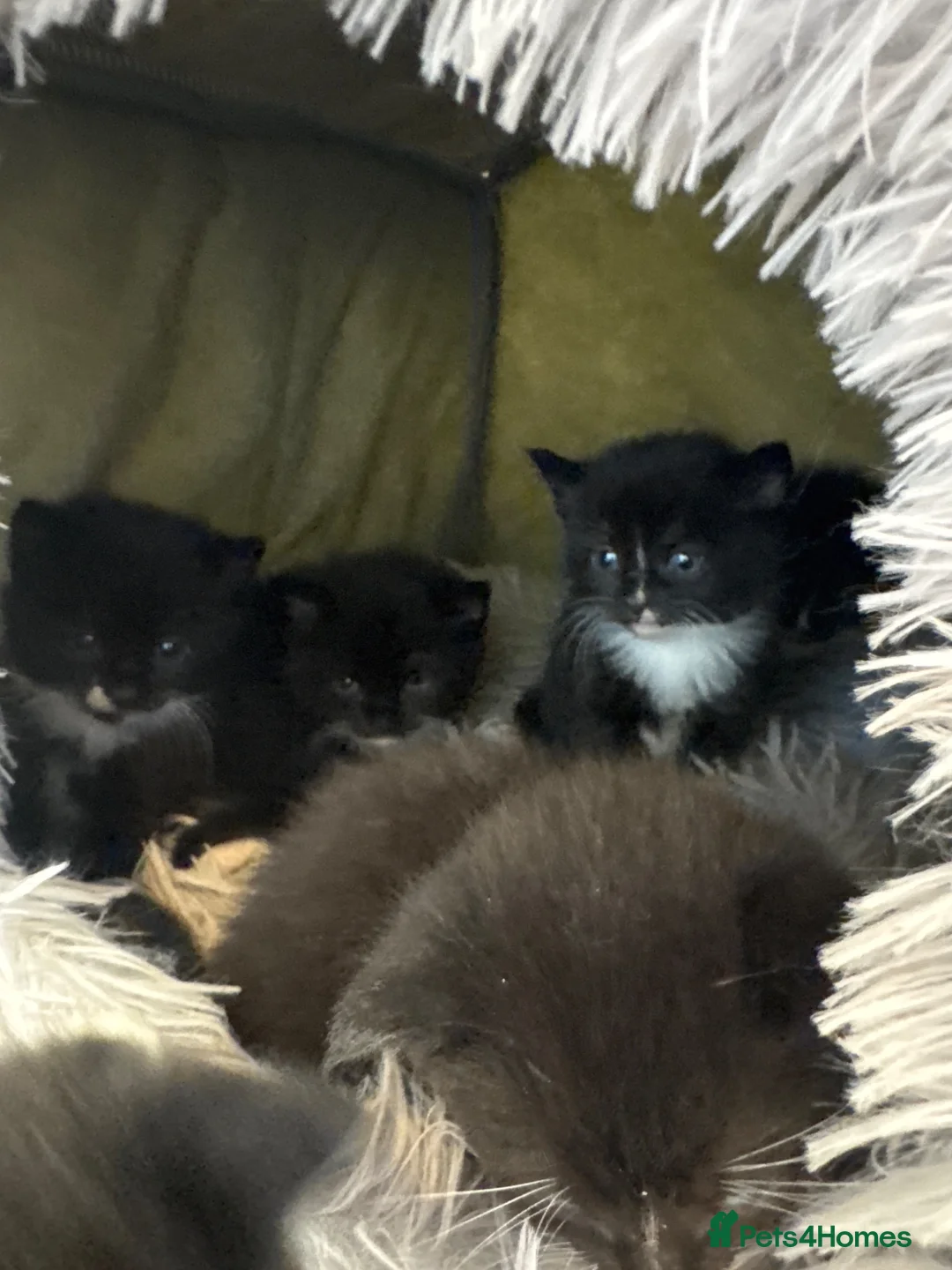 Mixed Breed cats for sale: Kittens  - Advert 2