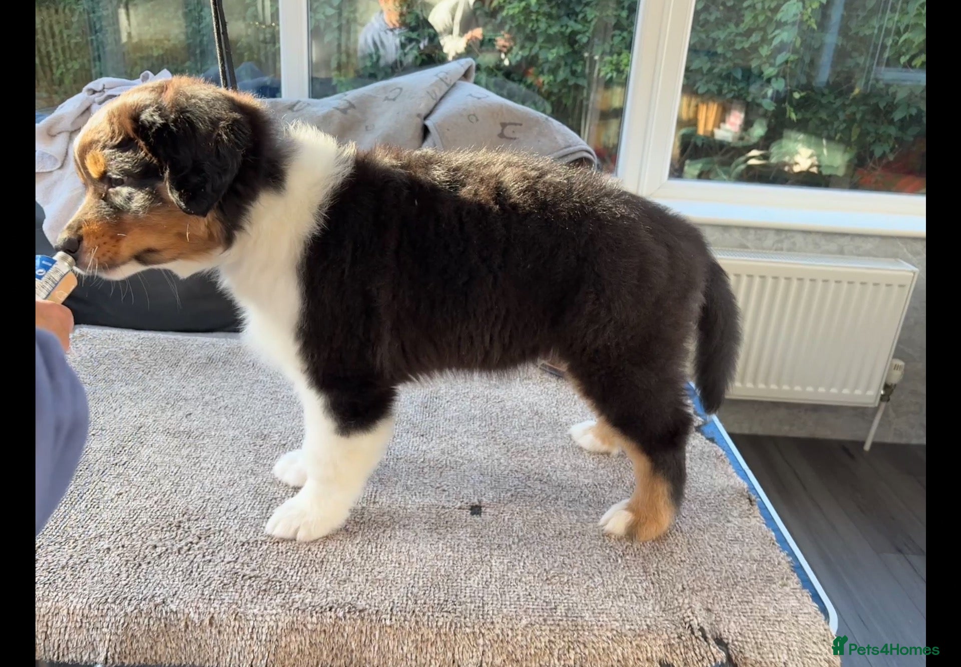 Australian Shepherd dogs Mrs Scanlan - Advert 9