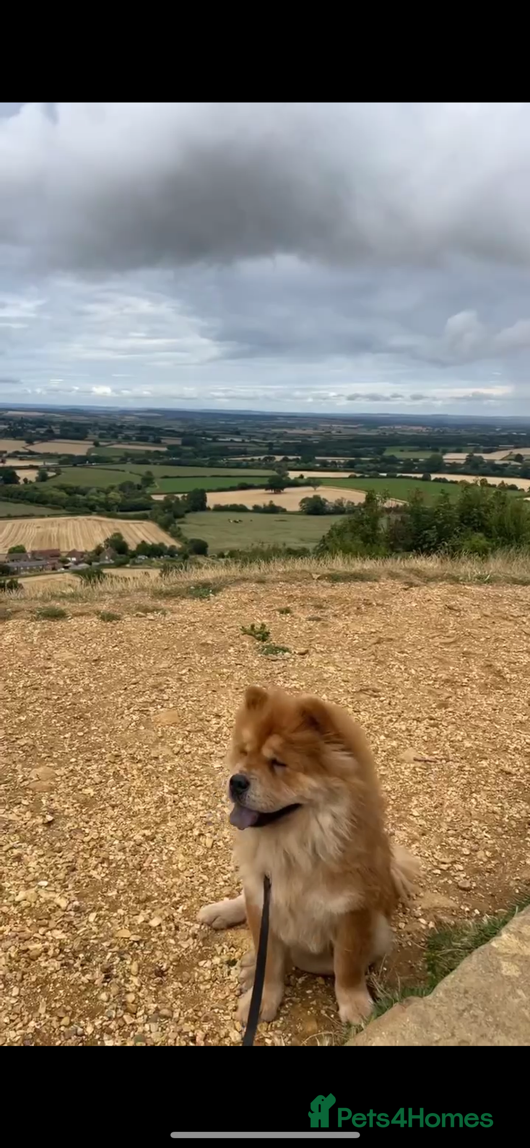 Chow Chow dogs for sale: Female chow chow  - Advert 2