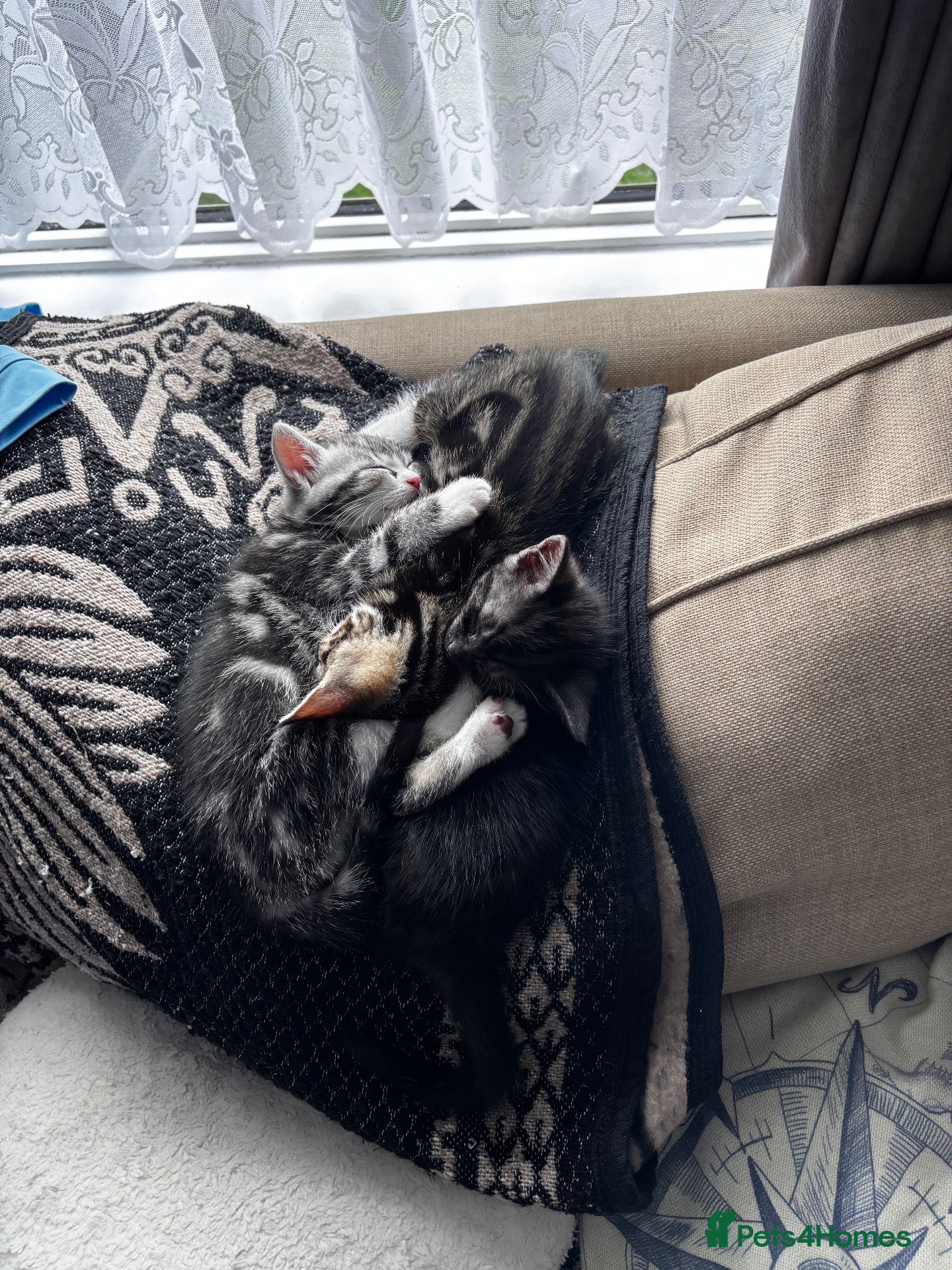 Mixed Breed cats 2 female kittens  - Advert 3