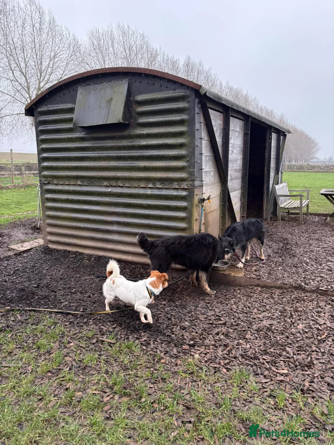 Mixed Breed dogs for adoption: Waffle - Norwich Norfolk  - Advert 14