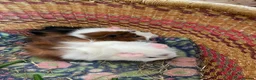 Guinea Pig rodents for sale: Beautiful baby guinea pigs - Advert 10