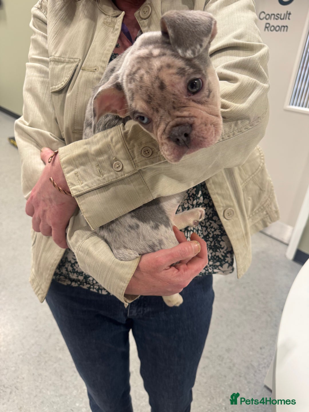 French Bulldog dogs for sale: 🐶 Stunning Merle Lilac Fawn French Bulldogs - Advert 32