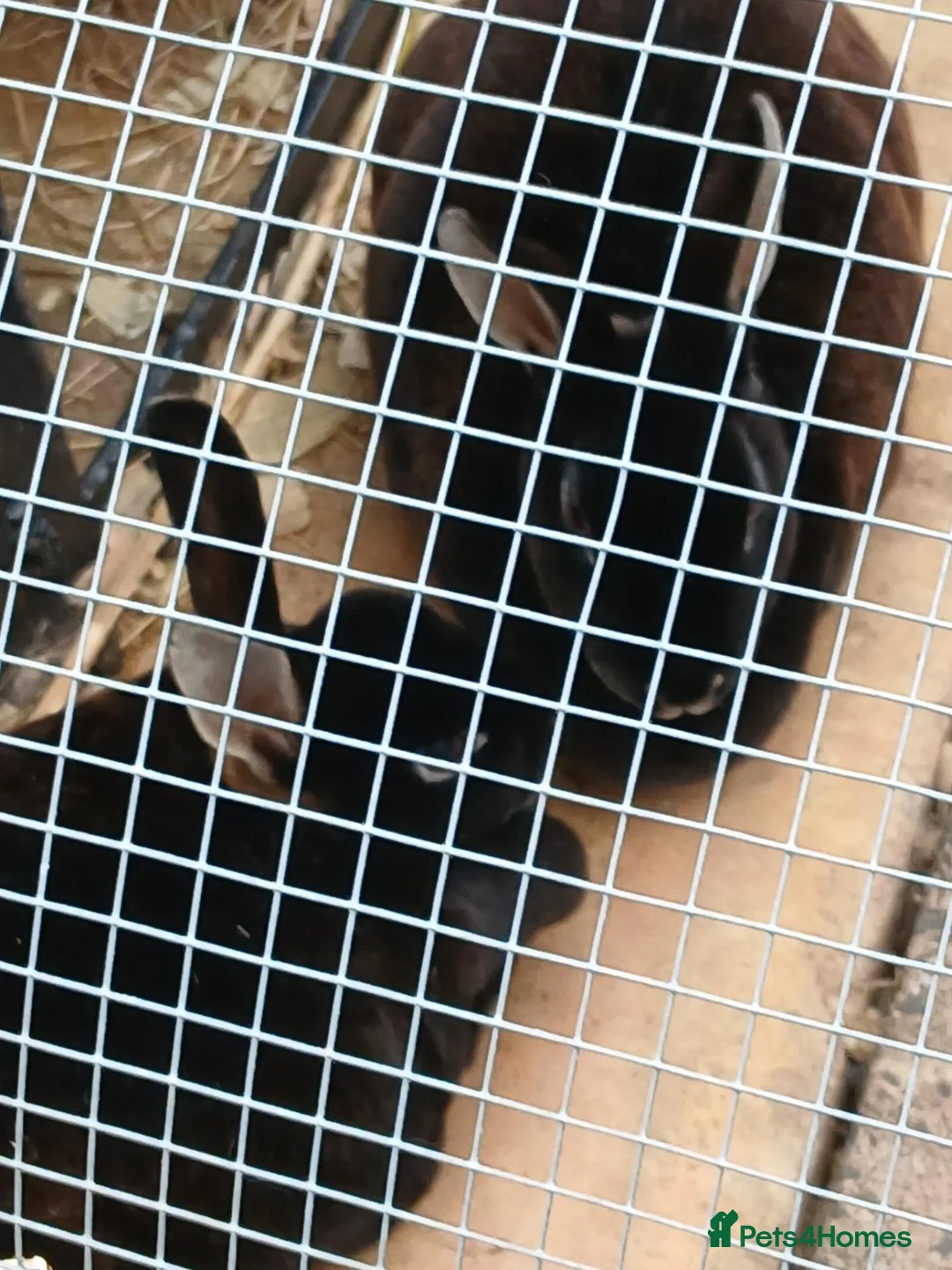 Rex rabbits for sale: Two mini rex black rabbits - Advert 3
