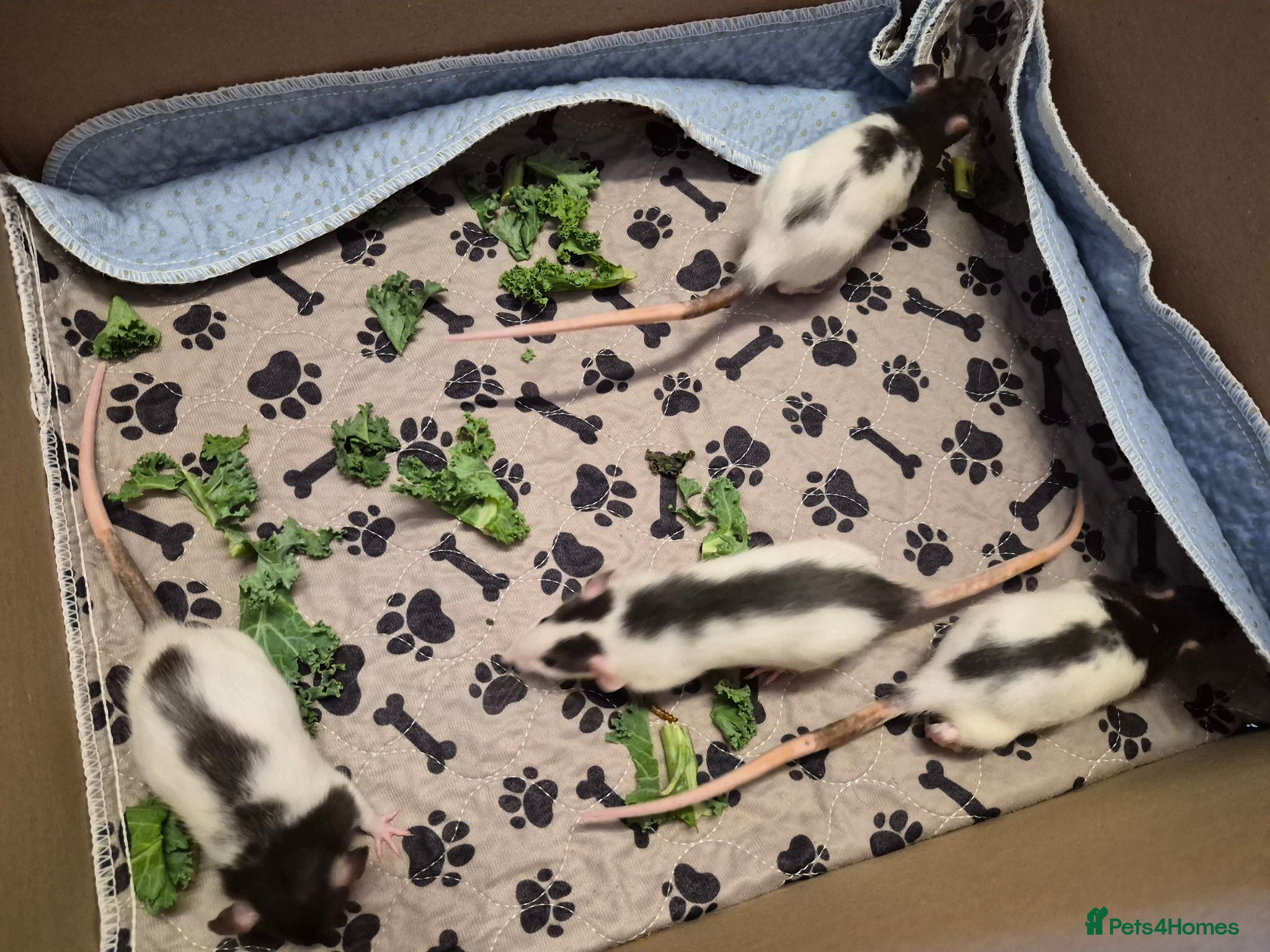 Rat rodents Baby rats 6 weeks old - Advert 1