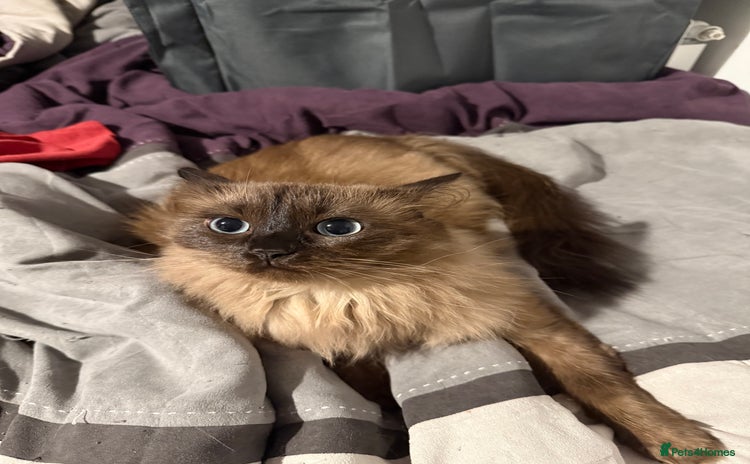 Ragdoll cats - Advert 1