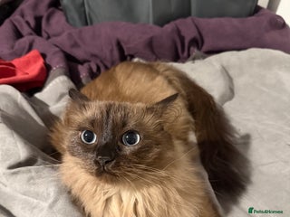 Ragdoll cats - Advert 18