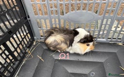 Guinea Pig rodents for sale: Baby female and male guinea pigs for sale - Image 2