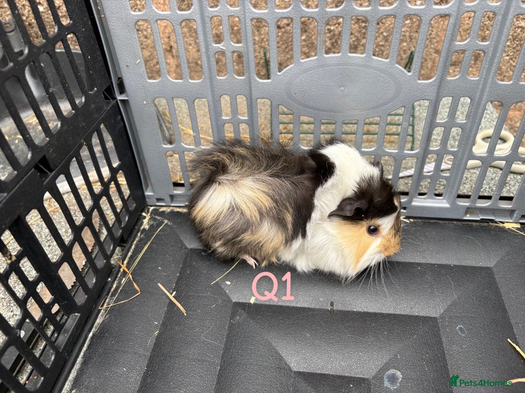 Guinea Pig rodents for sale: Baby female and male guinea pigs for sale - Image 2