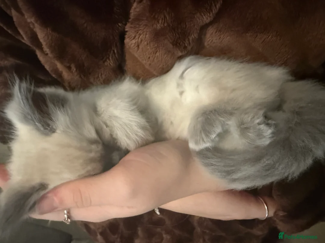 Ragdoll cats for sale: Beautiful ragdoll babies x - Advert 29