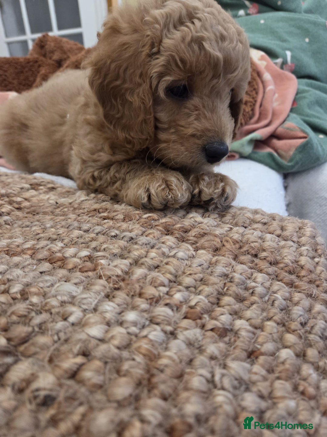 Cavapoo dogs for sale: Cavapoo looking for a forever home  - Advert 7