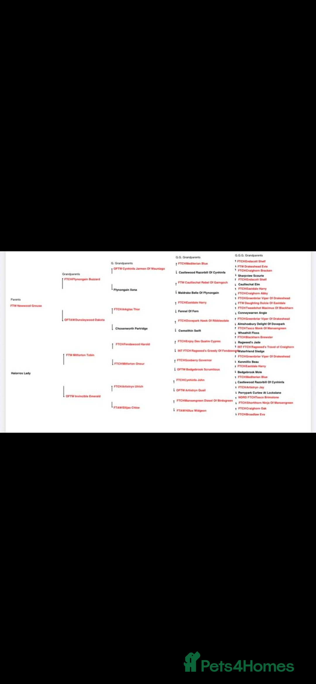 Labrador Retriever dogs for sale: 4 x  Yellow Male KC Labradors left - Advert 7