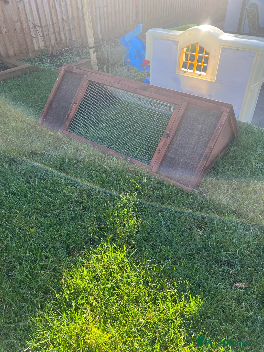 Guinea Pig rodents for sale: Gorgeous guinea piggies - Advert 2