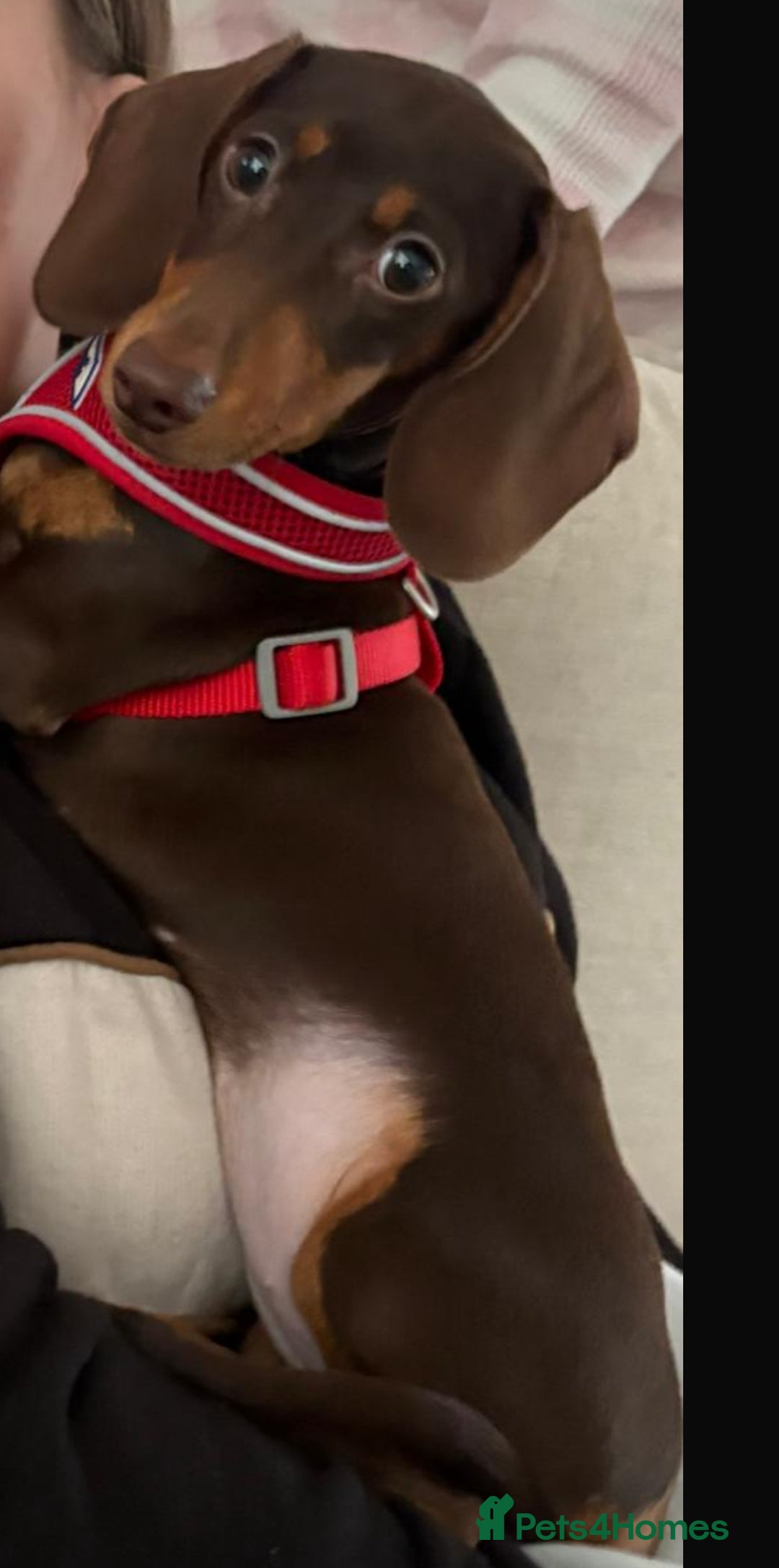 Miniature Dachshund dogs for sale: KC MINIATURE DACHSHUND  - Advert 3