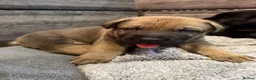 Mixed Breed dogs for sale: German Shepherd × Cane Corso in Lutterworth - Advert 13