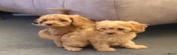 Cavapoo dogs for sale: Fox red cavapoo cuties  in Dartford - Advert 5
