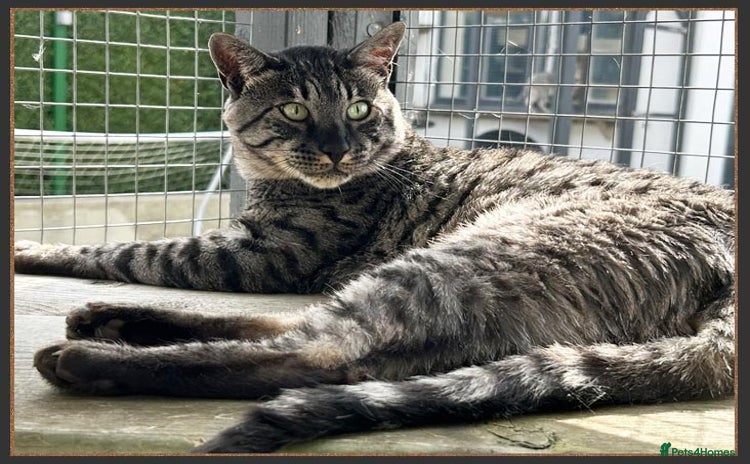 Savannah cats - Advert 10