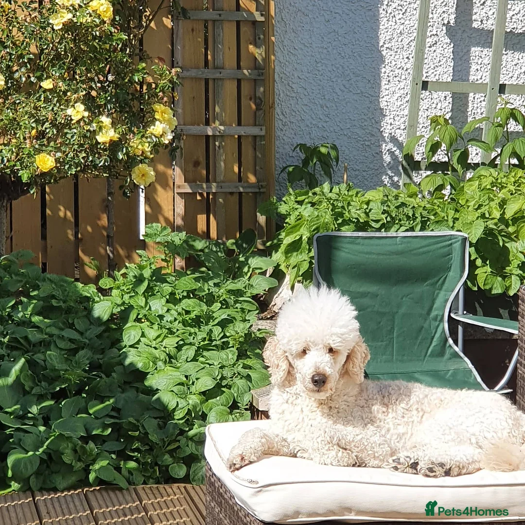 Miniature Poodle dogs for stud: Miniature poodle for stud in Girvan - Advert 3