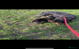 Rottweiler dogs for sale: KC Reg Rottweiler  - Image 7