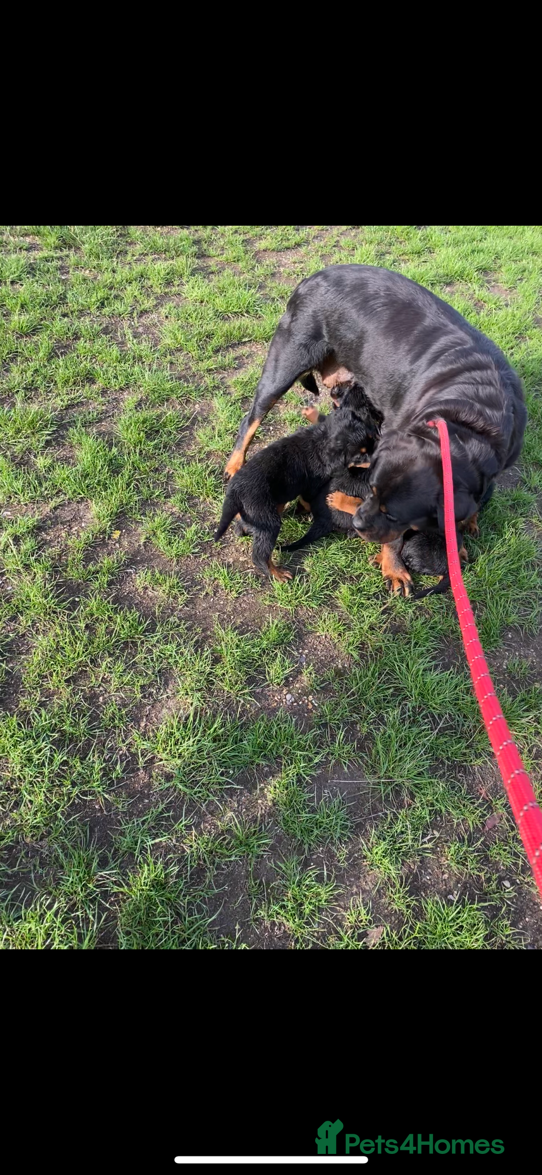 Rottweiler dogs for sale: KC Reg Rottweiler  - Image 7