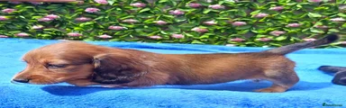 Miniature Dachshund 4