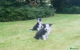 Border Collie dogs for sale: Gorgeous Collie pups - Image 1