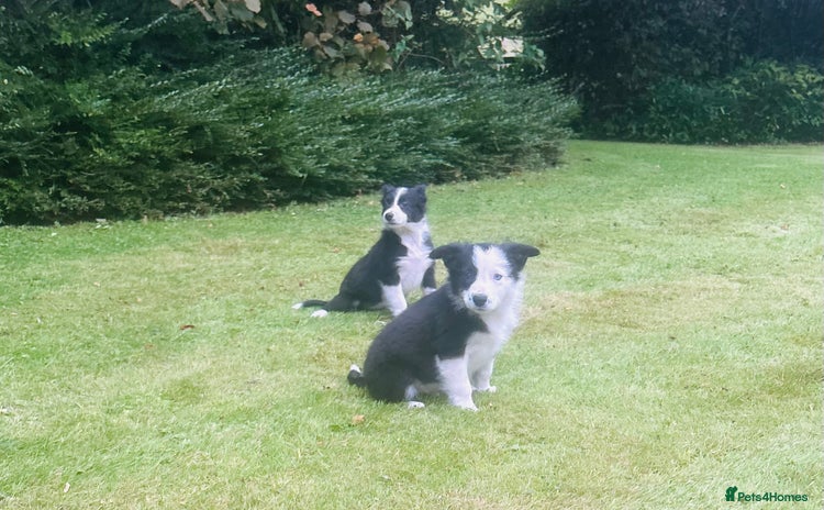 Border Collie dogs - Advert 1