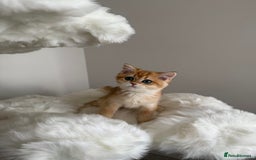 British Shorthair cats for sale: British Shorthair Golden Lilac kittens  - Image 14