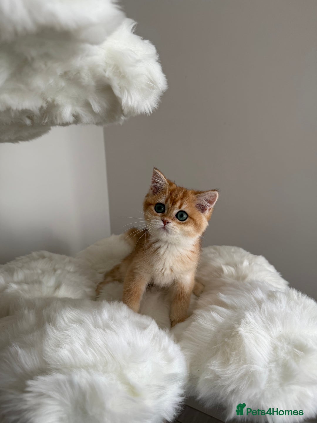 British Shorthair cats for sale: British Shorthair Golden Lilac kittens  - Image 14