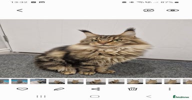 Maine Coon cats - Advert 3