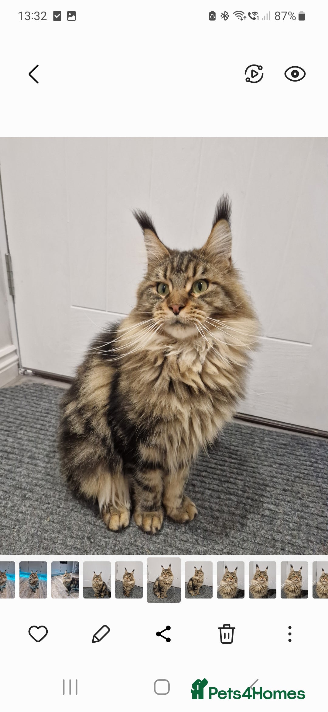 Maine Coon cats for sale: Maine coon  - Image 3