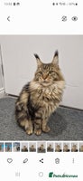 Maine Coon cats - Advert 3